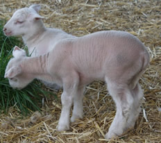 twin white dorper katahidn lambs