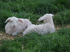 twins white dorper katahdin lambs 2013
