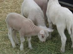 dorper katahdin lambs