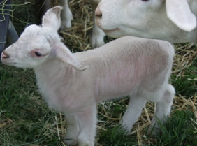 white dorper katahdin lamb