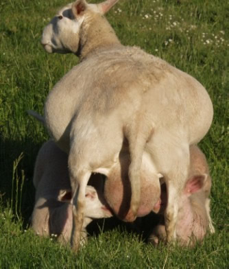 dorper hair ewe with twins