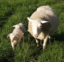 dorper katahdin lambs
