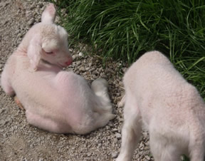 white dorper katahdin twin lambs