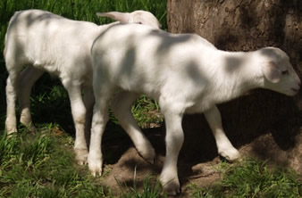 white dorper katahdin twin rams