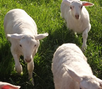 three hair lambs