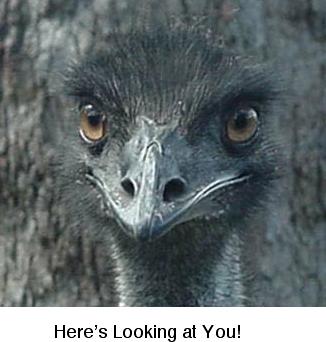 Looking At You